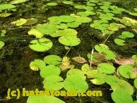 /home//u458753944/public_html/sourcegallery///////////////////////Frogs/More bullfrogs/DSCN5478.JPG